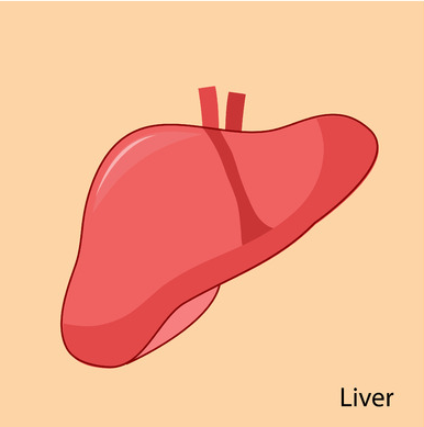 Liver Care